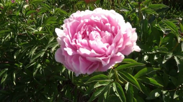 Украинская мелодия (Ukrainskaya melodiya) - 1995 г Скакодуб А. А.