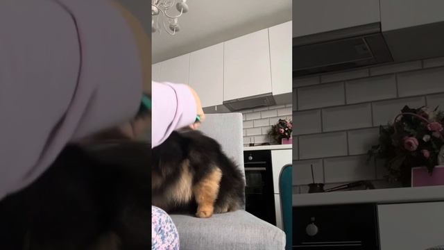 Как ухаживать за шубой шпица