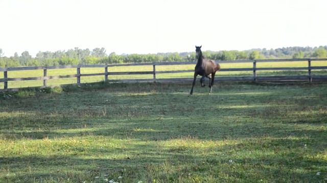 Кобра смотреть онлайн