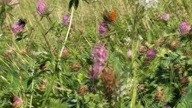 Лето в Москве ☀️🌺🐝 смотреть онлайн