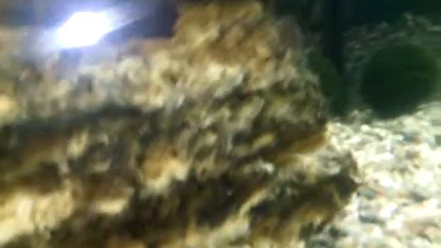 Рыыыыыыыбки  мои