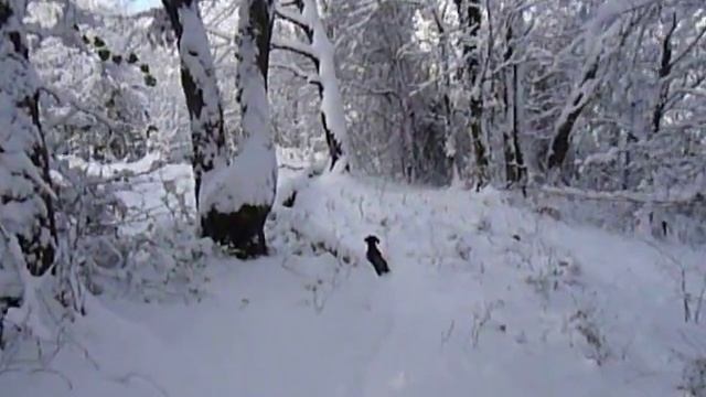 зимняя прогулка