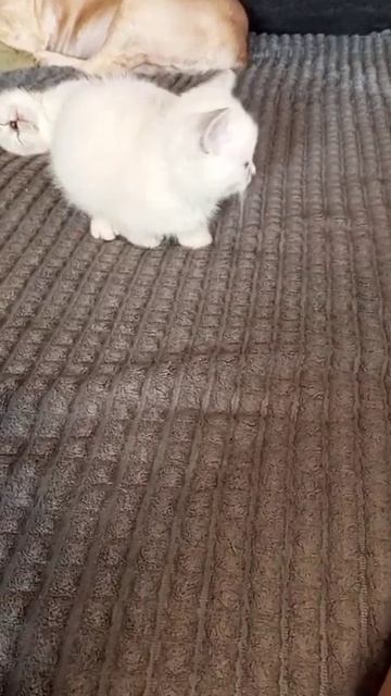 УПАЛ-НЕ УПАЛ смотреть онлайн