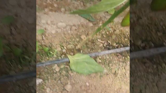 Жылы жайды дамыту.Даке