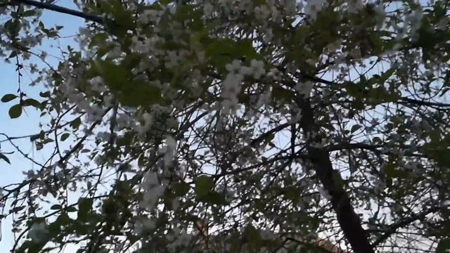 Весна в деревне цветет вишня и флюгер крутится от ветра MAH01302 смотреть онлайн