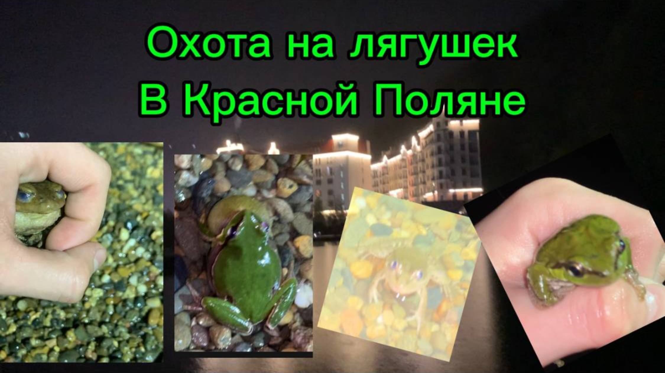 Охота на лягушек в Красной поляне Сочи! В РЕАЛ ЛАЙФ смотреть онлайн