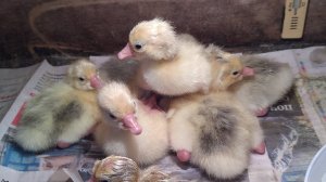 Почему утиное и гусиное яйцо не употребляют в пищу