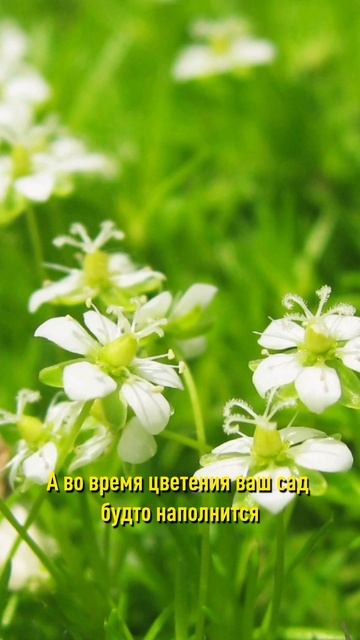 Хотите ковёр из цветов? Просто посейте эти растения! Растут быстро, цветут потрясающе! смотреть онлайн