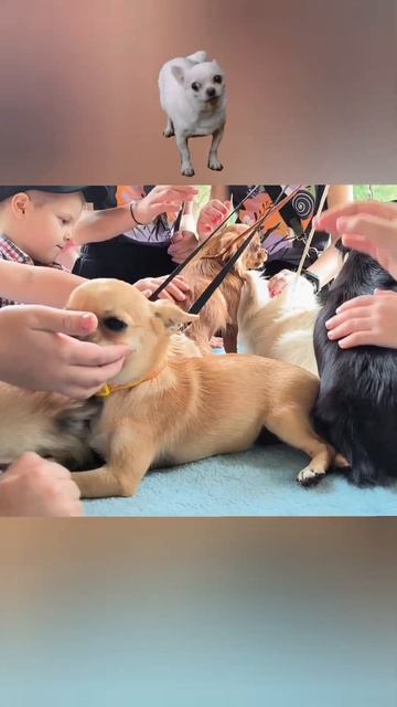 Любимая порода Лизы #shorts #dog #chihuahua #чихуахуа #челябинск