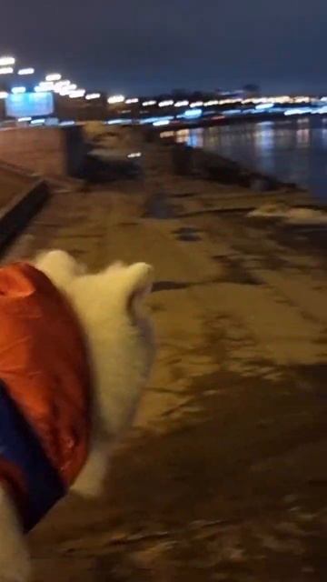 На прогулке СПБ )) #японскийшпиц #dog #шпиц #puppy #собака #doglover #мойпес #funny смотреть онлайн
