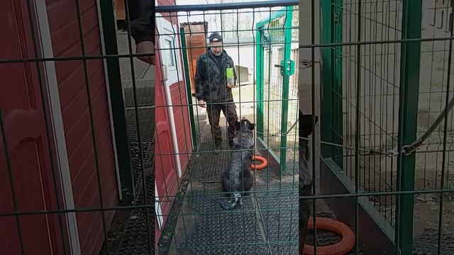 15 коррекция австралийской овчарки хилер