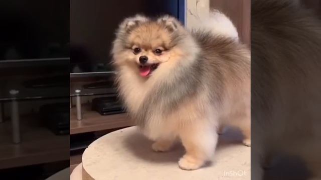 померанский шпиц. Бумер в стойке смотреть онлайн