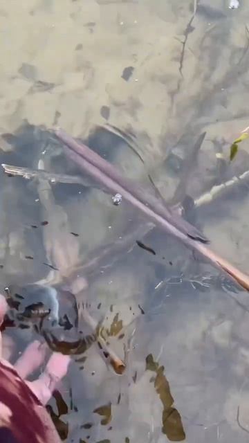 Поймал окуня руками😀🎣#рыбалка #fishing #красотыприроды #nature #утро #весна #рыба смотреть онлайн