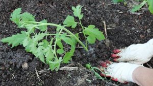 Праздник души - моя рассада высажена!