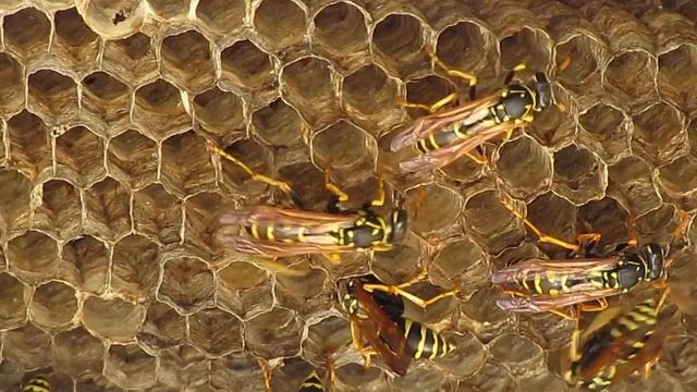 Wasps смотреть онлайн