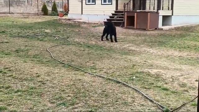 Свободный охранник Роман-Кош Чатыр-Даг.1 год Крым.1марта 24г. сын Пули и Зигзага