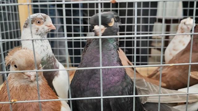 26.04.2025г Ярмарка Садовод ч. 3 👍 смотреть онлайн