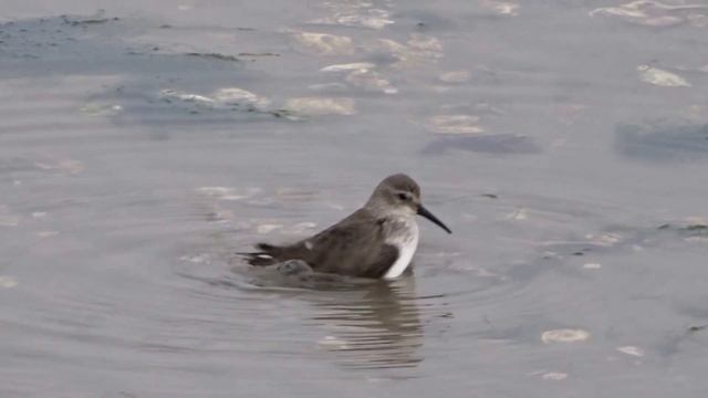 Bécasseau variable l'heure du bain смотреть онлайн