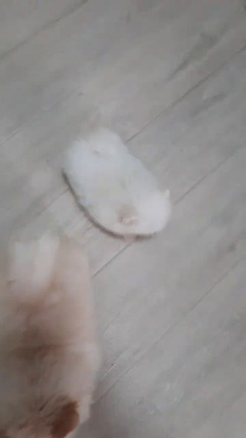 Щенки шпица стандарт мальчик и микро девочка #dog #собака #купитьшпица смотреть онлайн