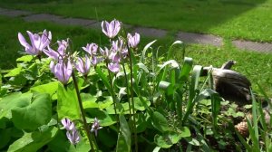 Додекатеон Мида - Dodecatheon meadia