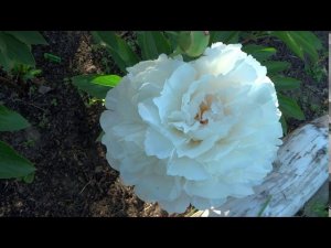 Пион СТЕВЕС ЧОЙС  Paeonia STEVE'S CHOICE: обзор, описание, цветение, отзыв