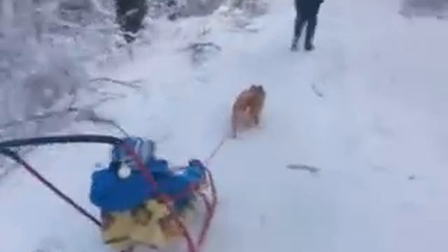 Ездавая собака шпиц))) Микки)) смотреть онлайн