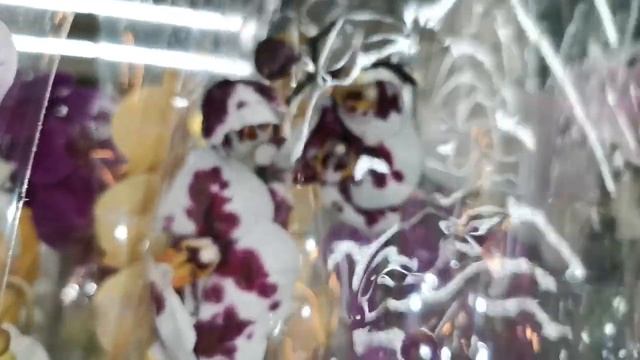 Леруа:ПОТРЯСАЮЩИЙ привоз ОРХИДЕЙ! 21.06.24,Леруа Мерлен,Самара,Космопорт, ул. Дыбенко,30.