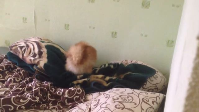 Шпиц Нолла психует в поиске игрушки