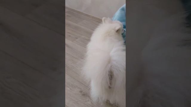 Что можно нельзя Померанским Шпицам🐶🩵🩵🩵💛 смотреть онлайн