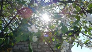 ЕВГЕНИЙ МАРТЫНОВ.,, ЯБЛОНИ В ЦВЕТУ"