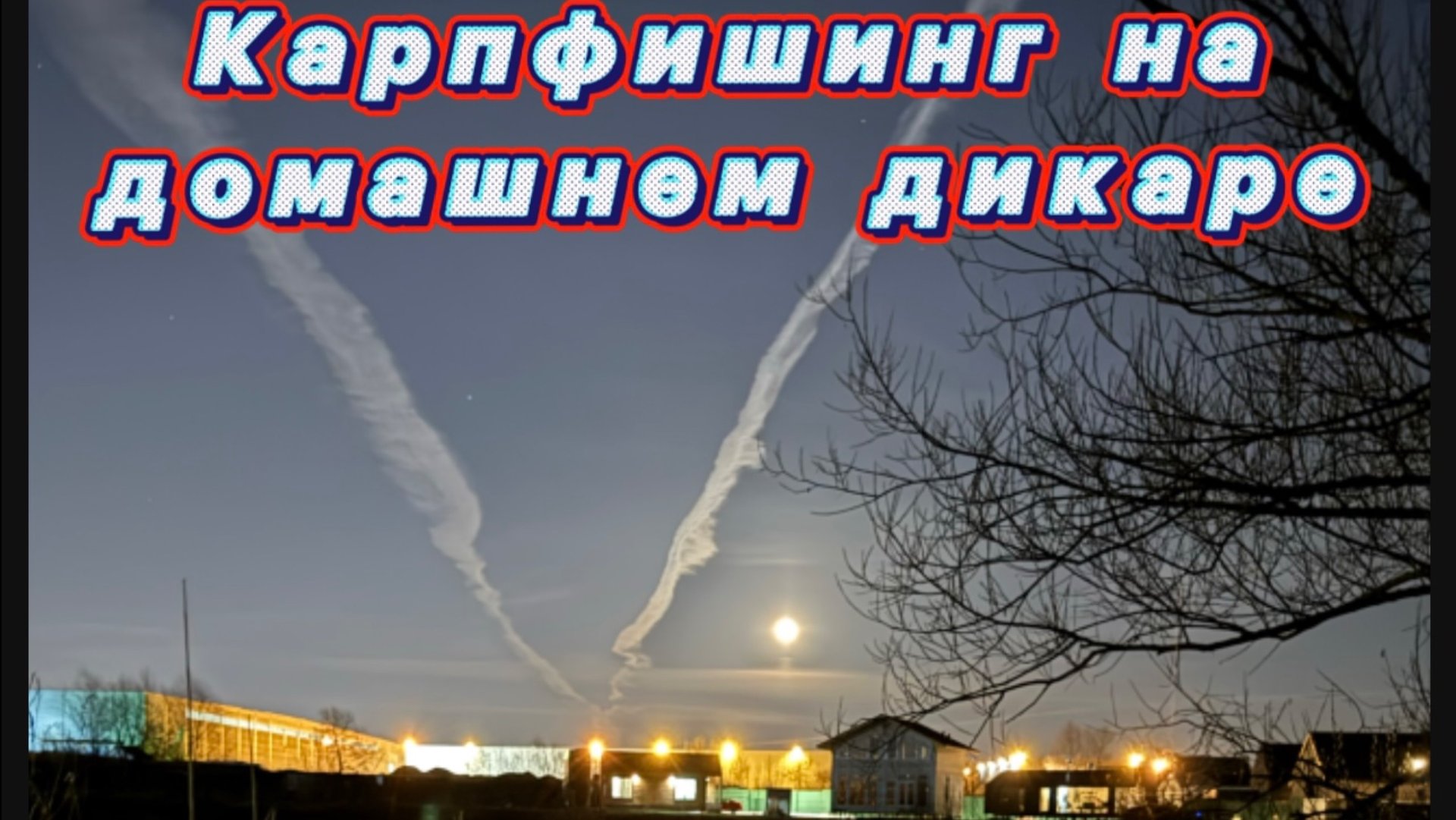 Ловля карпа на домашнем дикаре