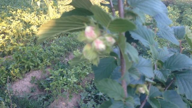 Фундук Сахарный