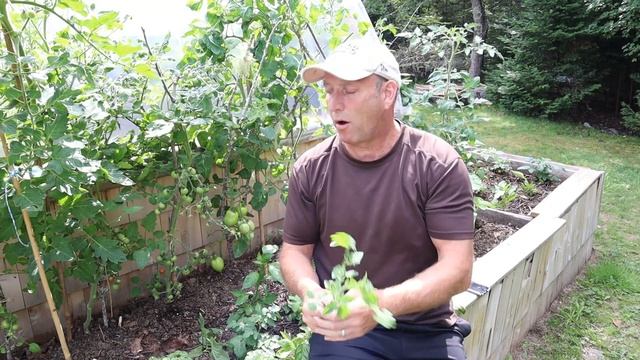 August Tomato Update - Help! My Tomatoes Are Out of Control! смотреть онлайн
