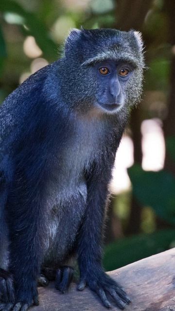 Under 1 minute Facts the Blue Monkey #bluemonkey #funfacts #youtubeshorts #shorts #education смотреть онлайн