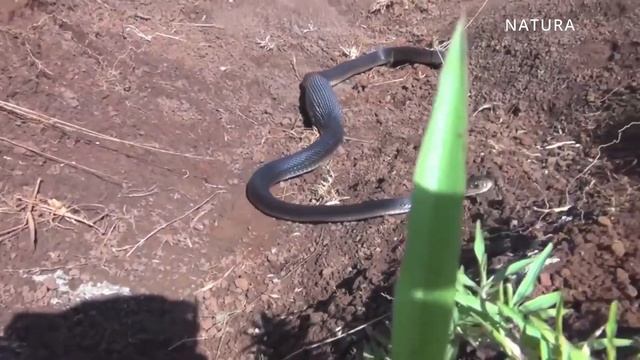 Il serpente più velenoso del mondo! Il taipan è un serpente pericoloso, più pericoloso del cobra! смотреть онлайн