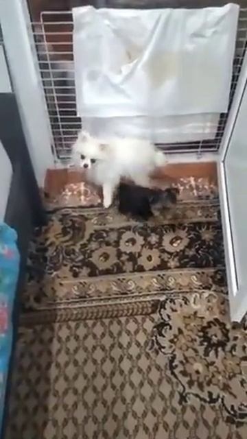 Шпицы и йоркширские терьеры