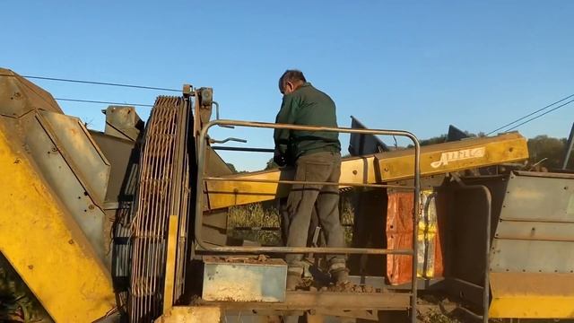 Ми викопали картоплю ...