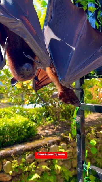 Bat 🦇 🦇 #bat смотреть онлайн