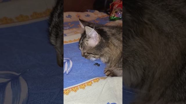 Катерина злостный пожиратель семечек 😸🤣 смотреть онлайн