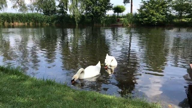 Национальный парк Межигорье (Украина, Киевская область). Июнь 2018 смотреть онлайн