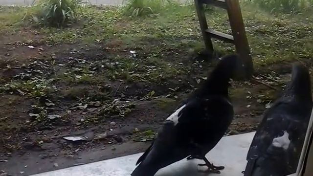 голуби милуются смотреть онлайн