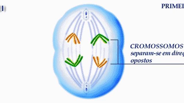 Biologia - Meiose смотреть онлайн