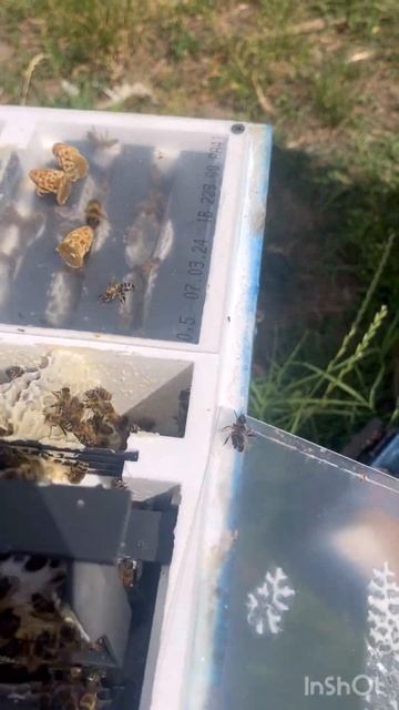 Часть 1 :раздаём маточники в микрушки #бакфаст #карника #сельскоехозяйство #майскиймёд