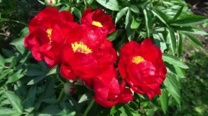 Пион  Ред Ред Роуз. - Red Red Rose Оригинатор: Saunders, 1942,