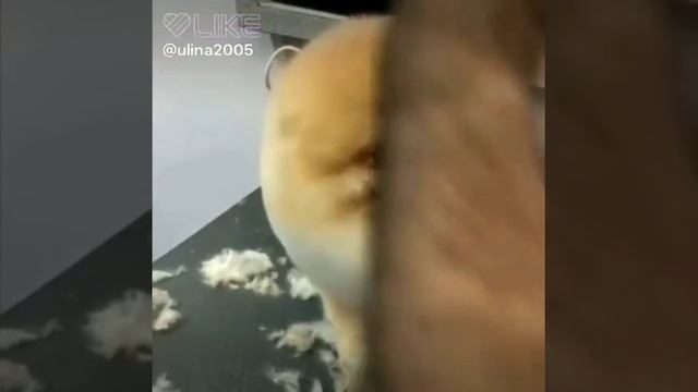 Пренцеса собак нашлась!!!!