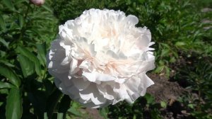 ПИОН  НЭНСИ НОРА (NANCY NORA)   Bernstein, J.1942