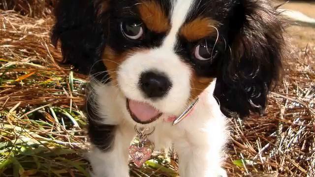 Канал самых новых русских хитов музыки и фото онлайн смотреть онлайн