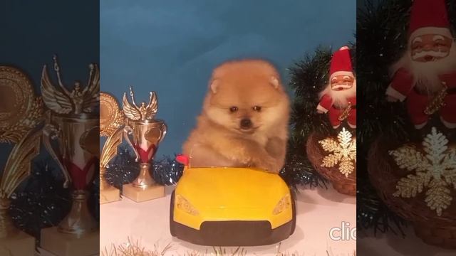 Померанский шпиц,мальчик.