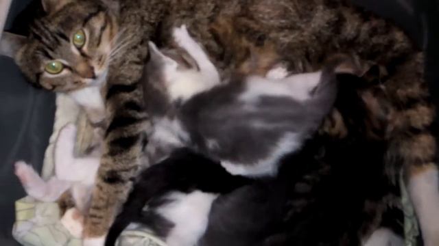 Кошка Дина кормит котят