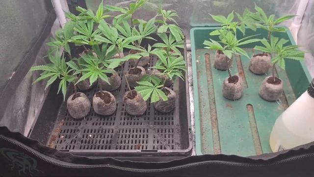 Cloning made easy part 2 | %100 success rate! смотреть онлайн